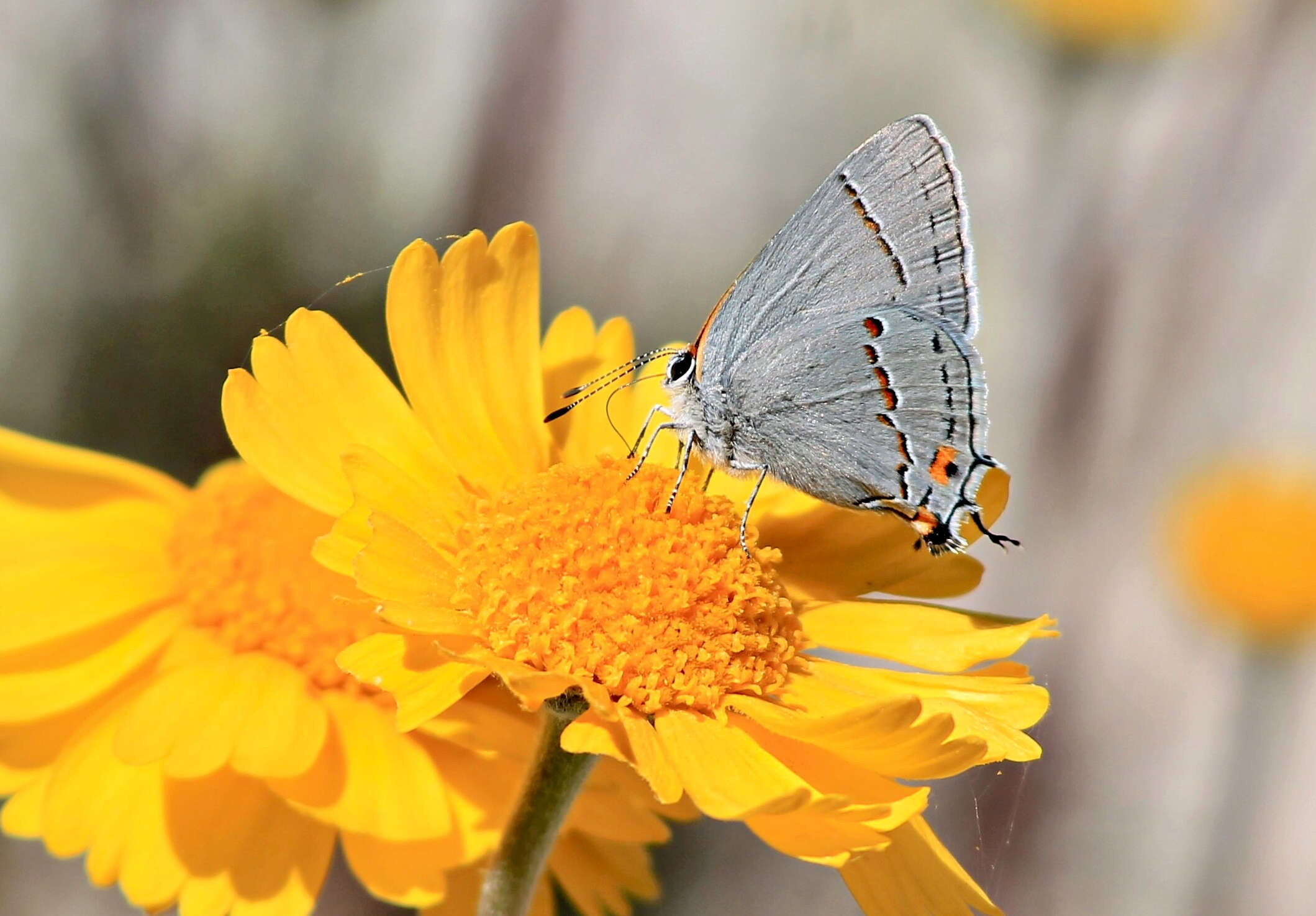 Image of Gray Hairstreak