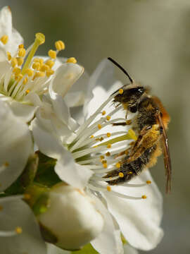 Imagem de Prunus cerasus L.