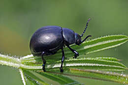 Image of Timarcha tenebricosa