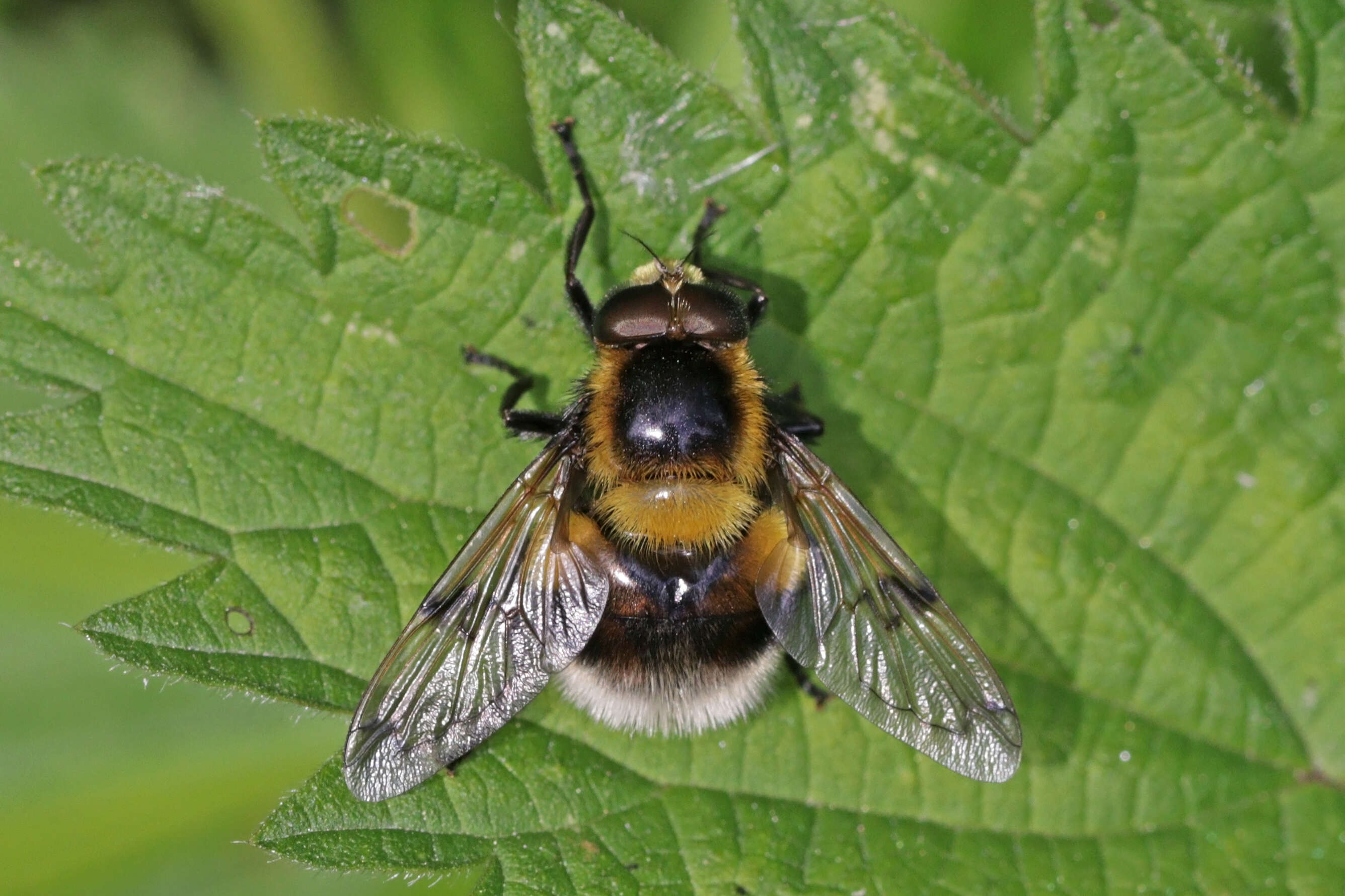 Volucella bombylans (Linnaeus 1758) resmi