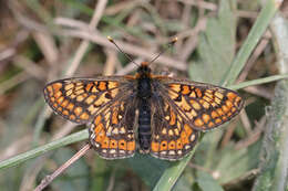 Image of Euphydryas aurinia