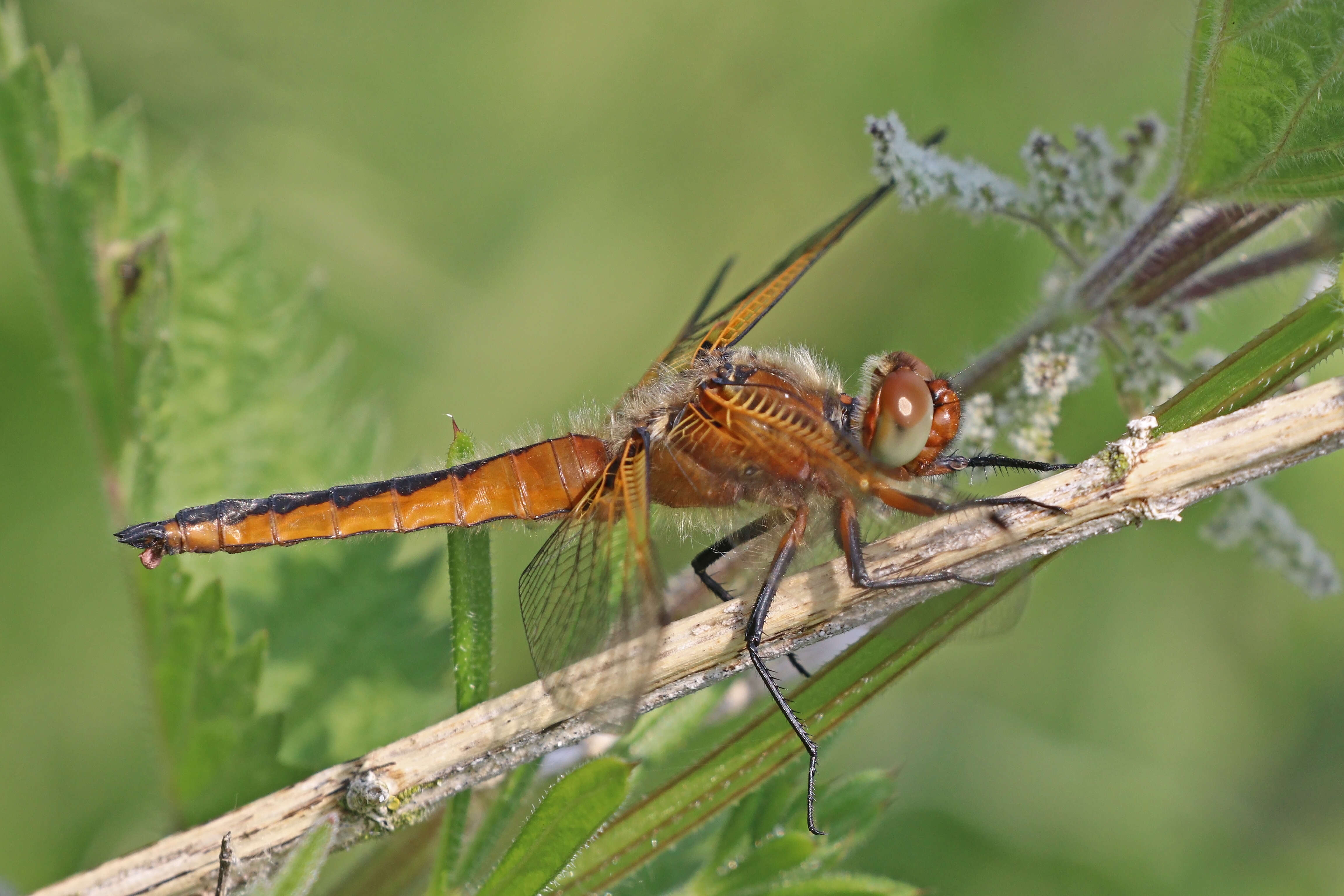 Image of Blue Chaser