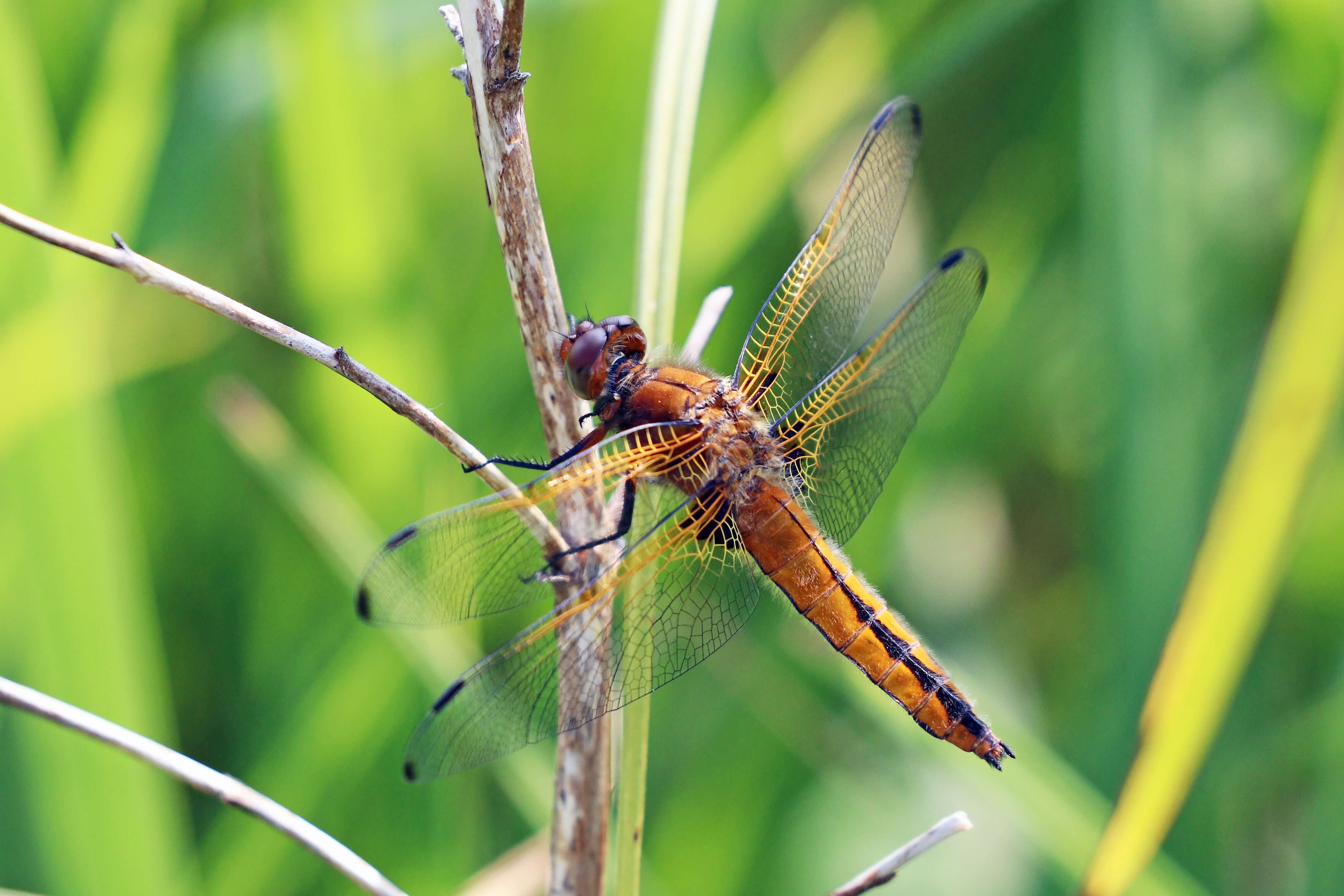 Image of Blue Chaser