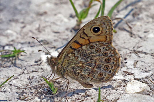 Image of Lasiommata megera