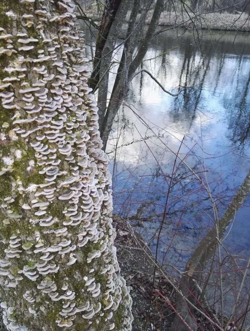 Image of Turkey Tail