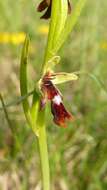 Слика од Ophrys insectifera L.