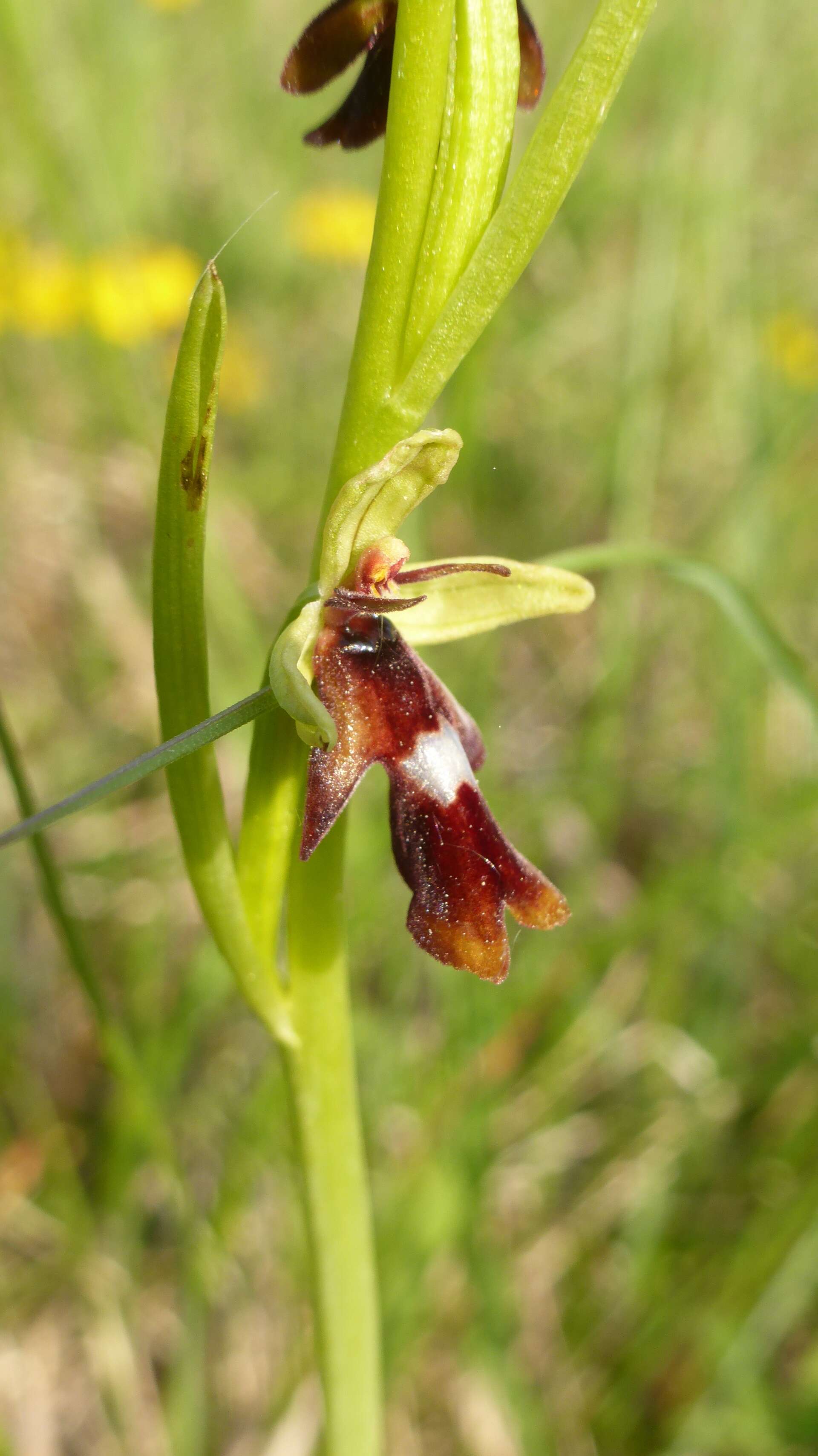 Image of Fly orchid