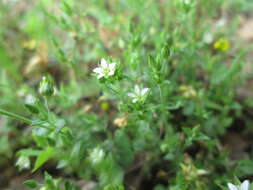 Image of Thyme-leaved Sandwort