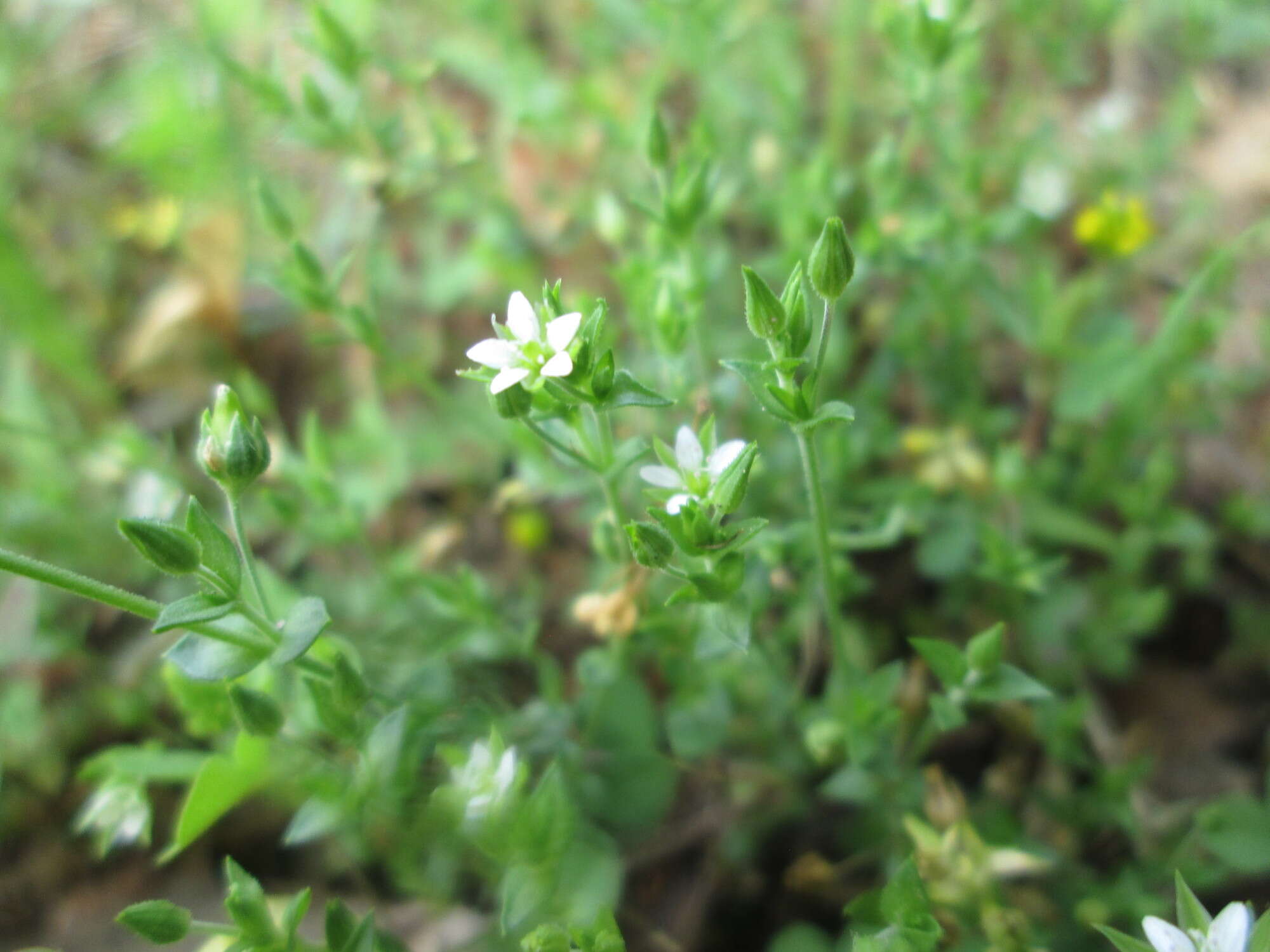 Image of Thyme-leaved Sandwort