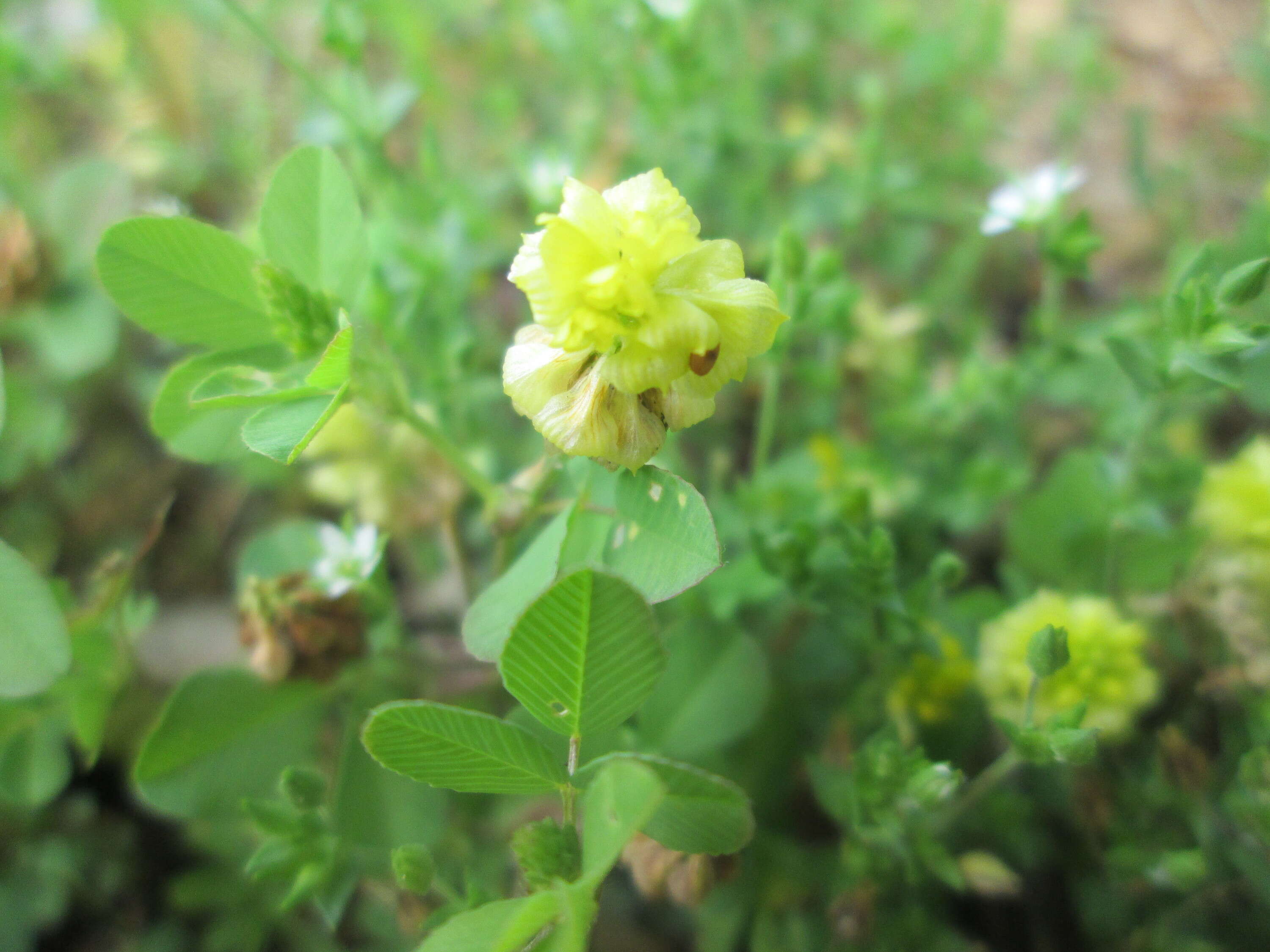 Image of field clover