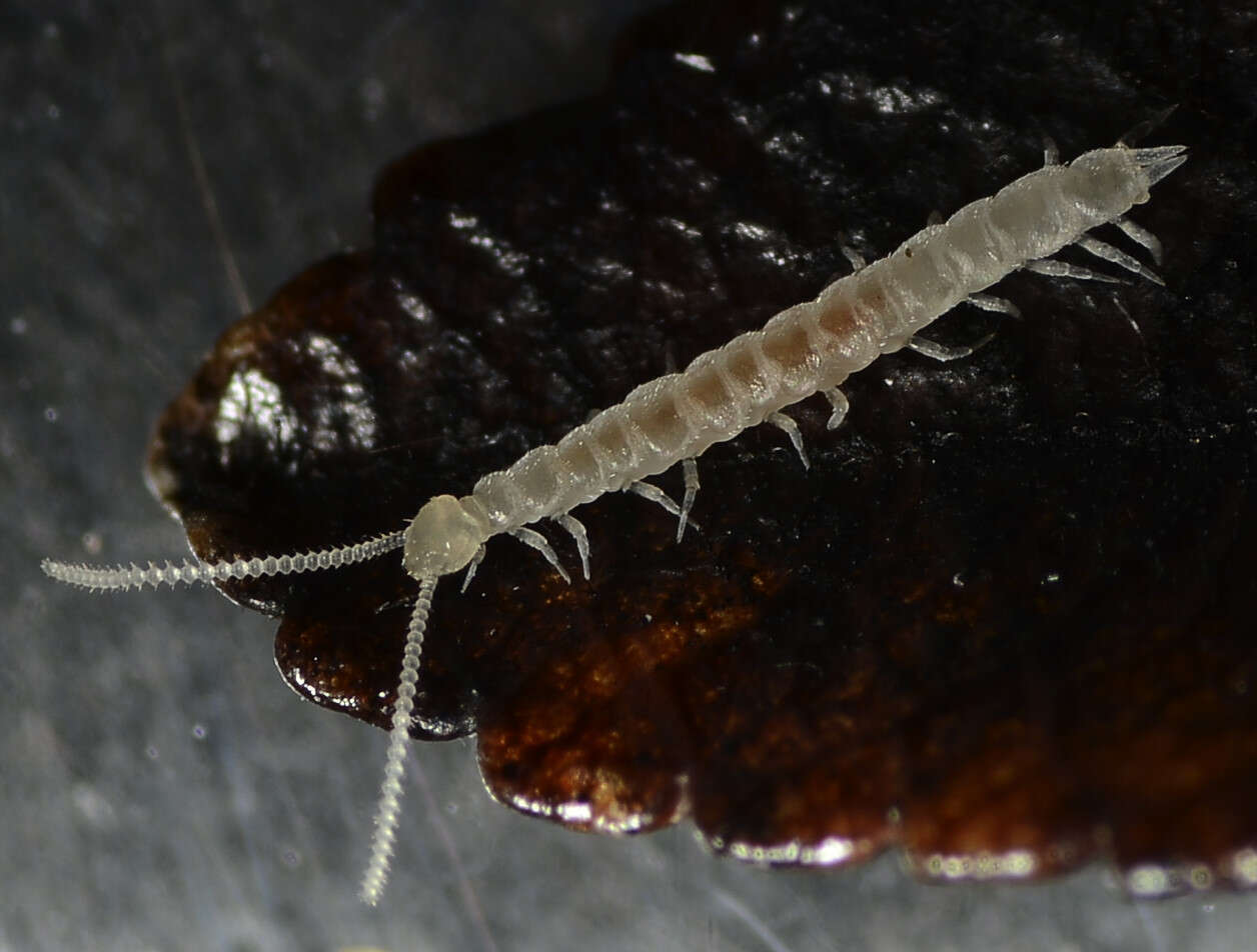 Image of Scutigerellidae Bagnall 1913
