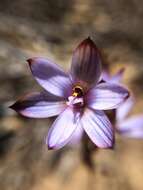 صورة Thelymitra canaliculata R. Br.