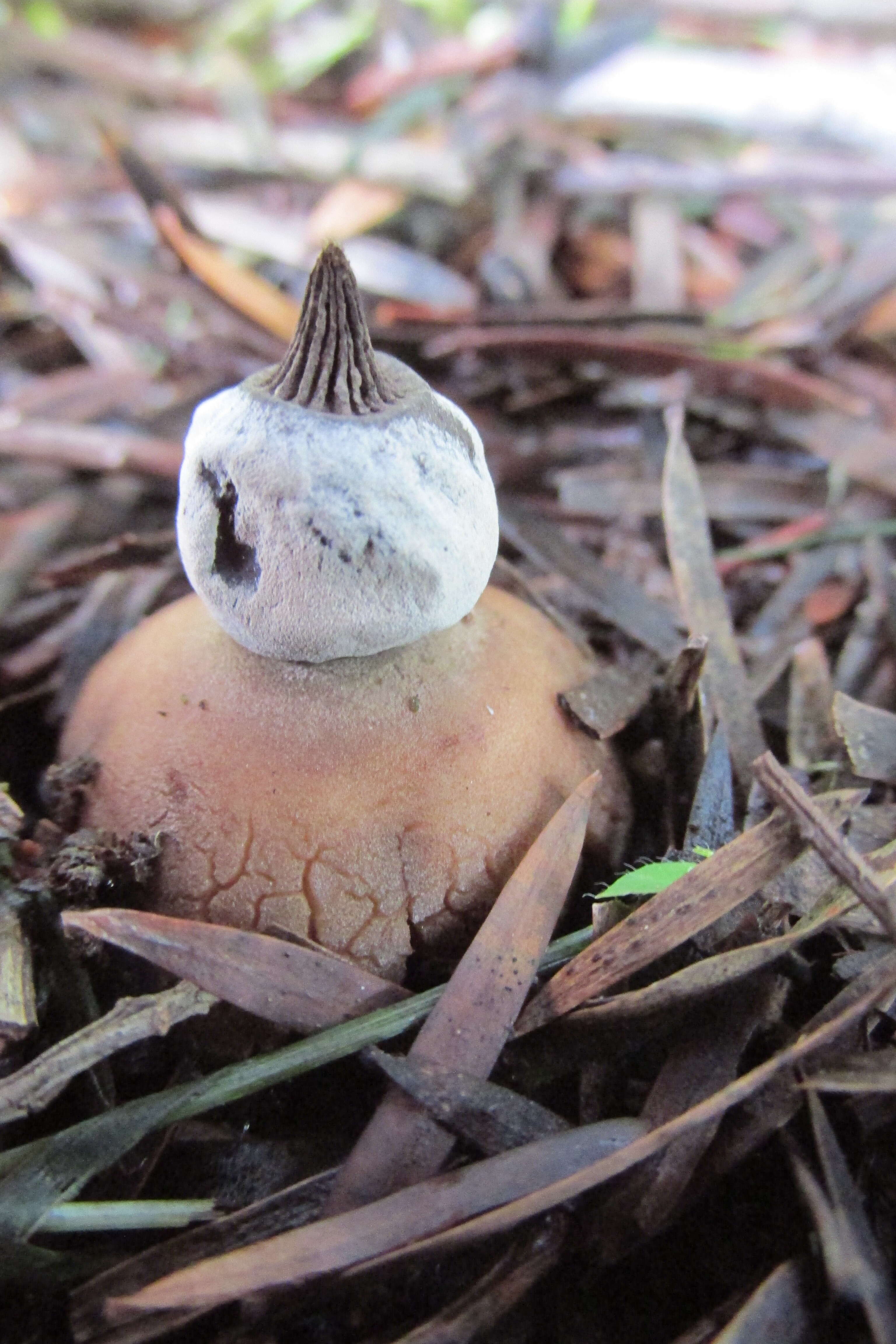 Image of Geastrum elegans Vittad. 1842