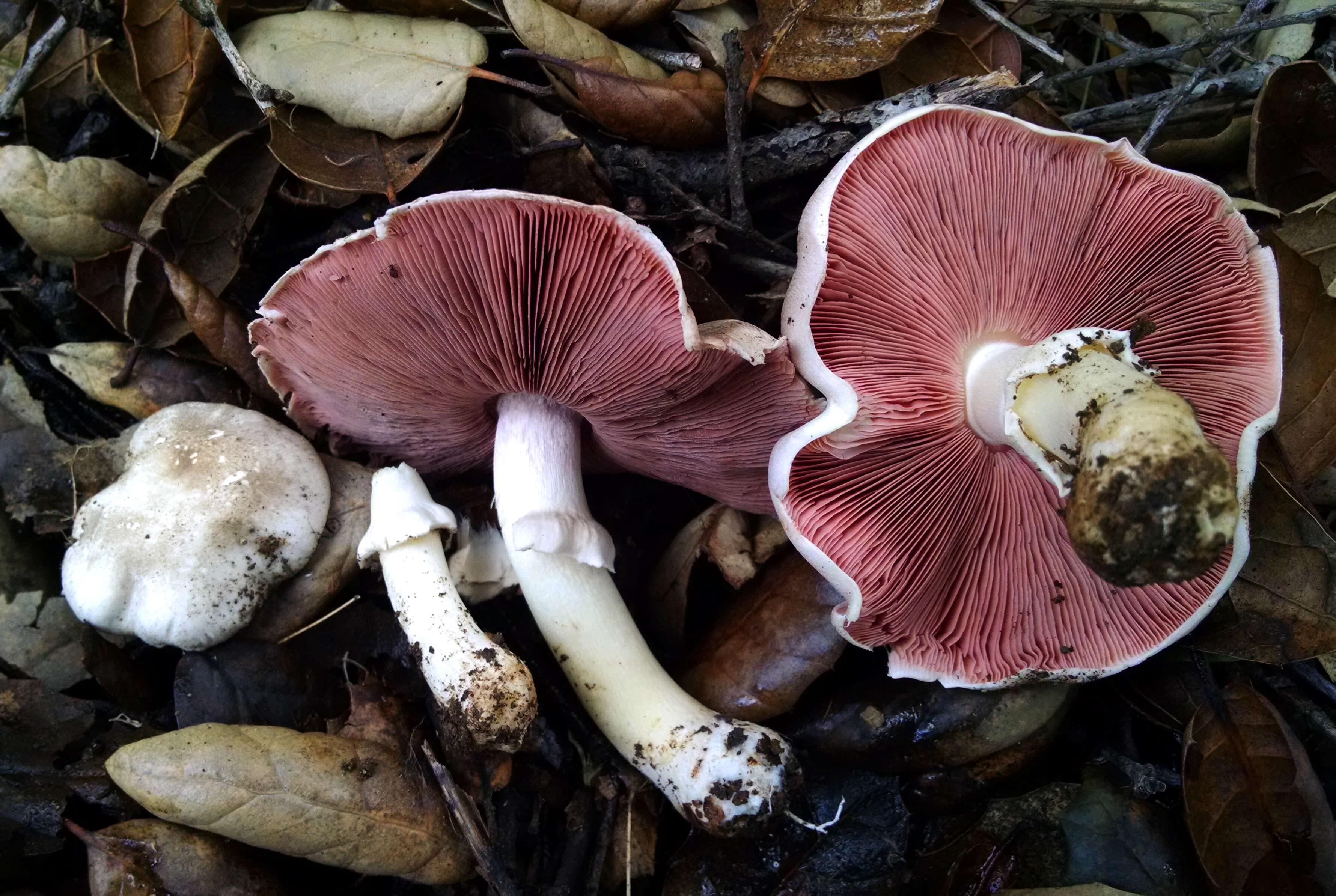 Imagem de Agaricus californicus Peck 1895