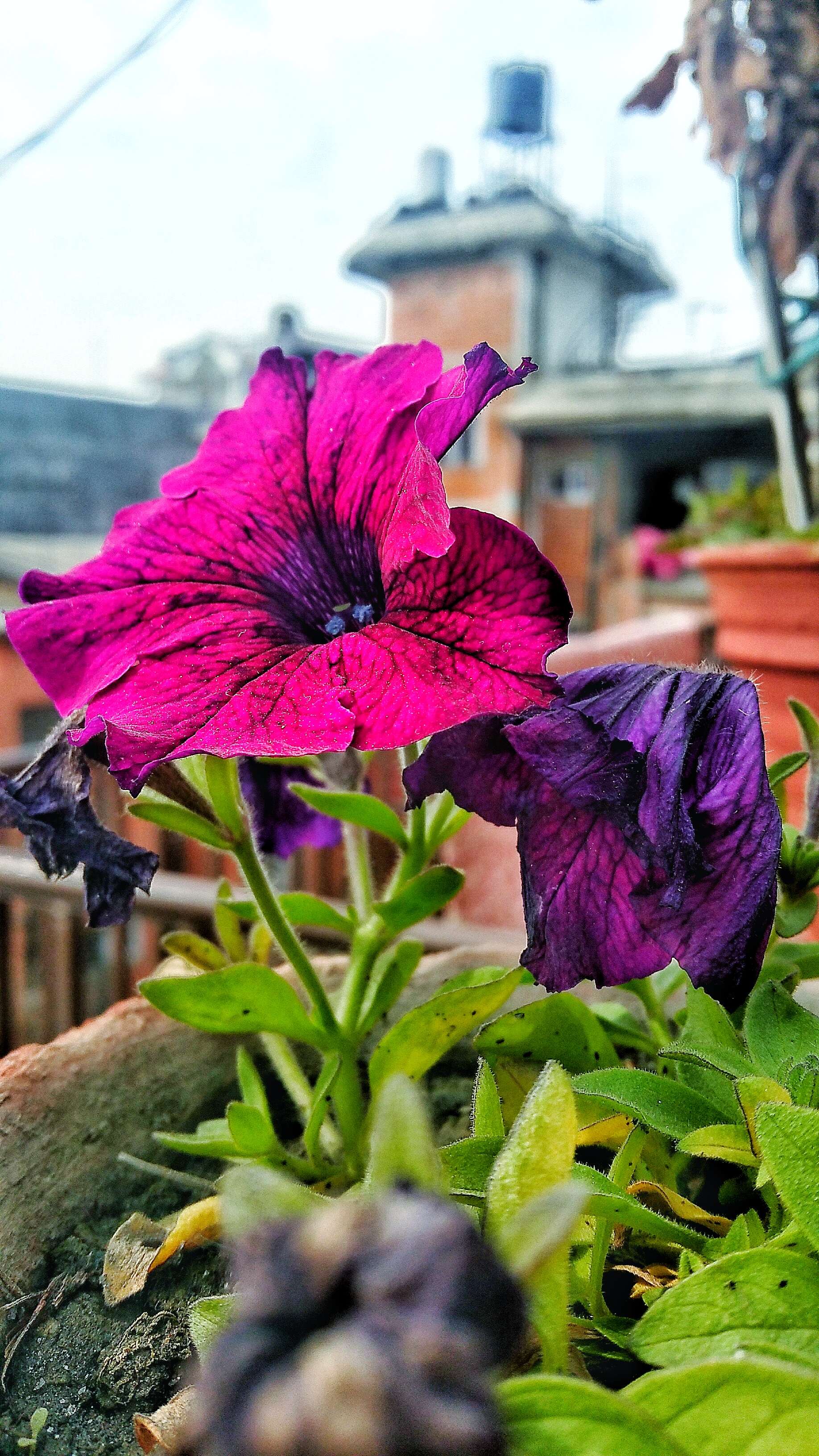 Image of petunia