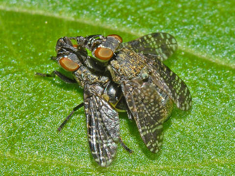 Image of Fly