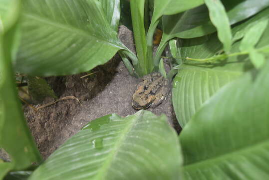 Image of Mindoro tree frog