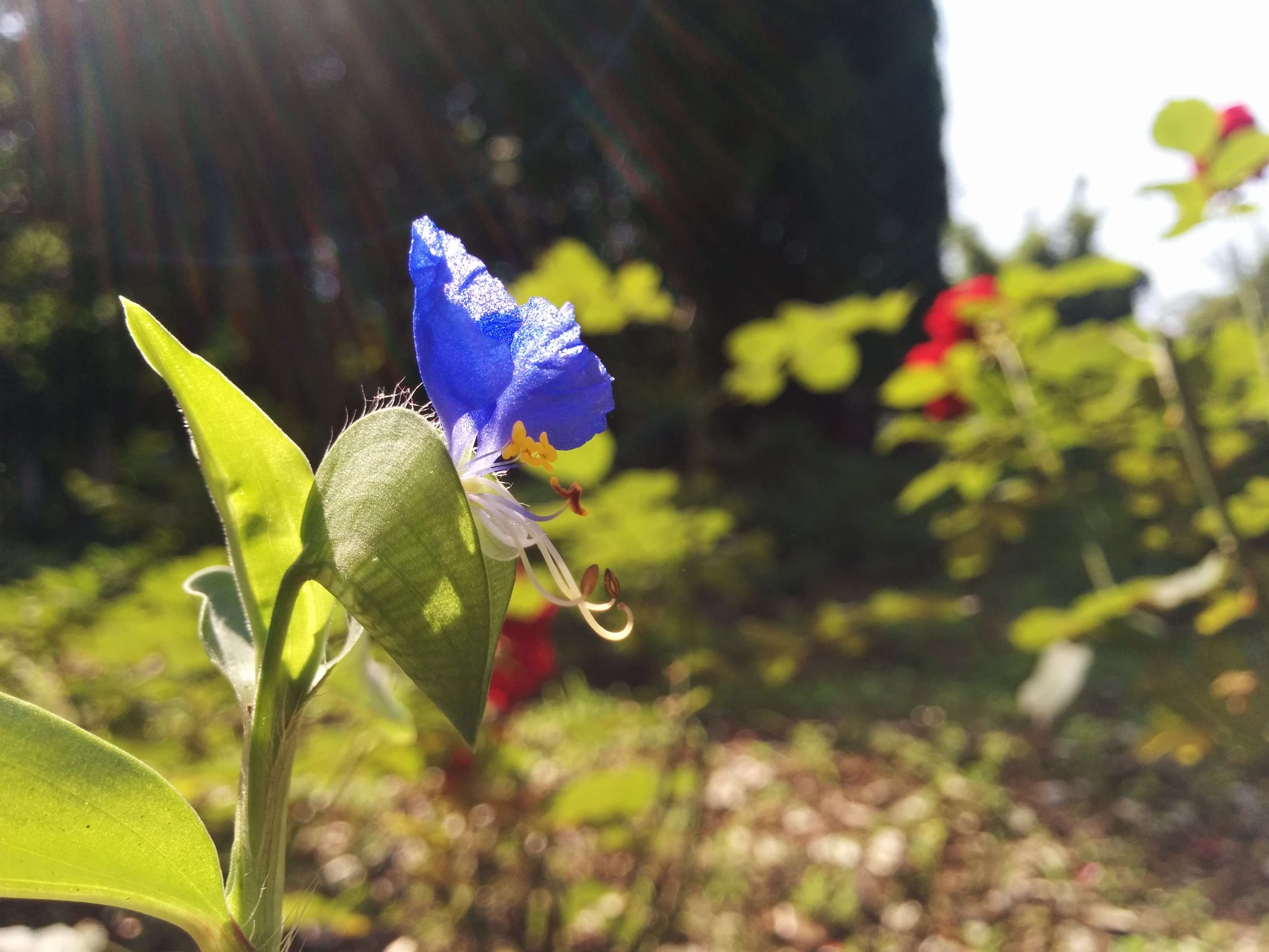 Image of Asiatic dayflower