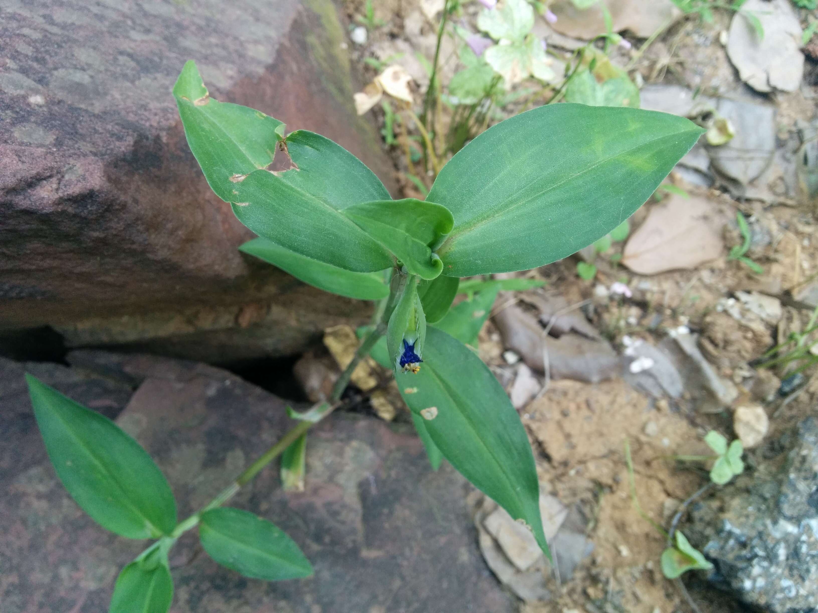 Image of Asiatic dayflower