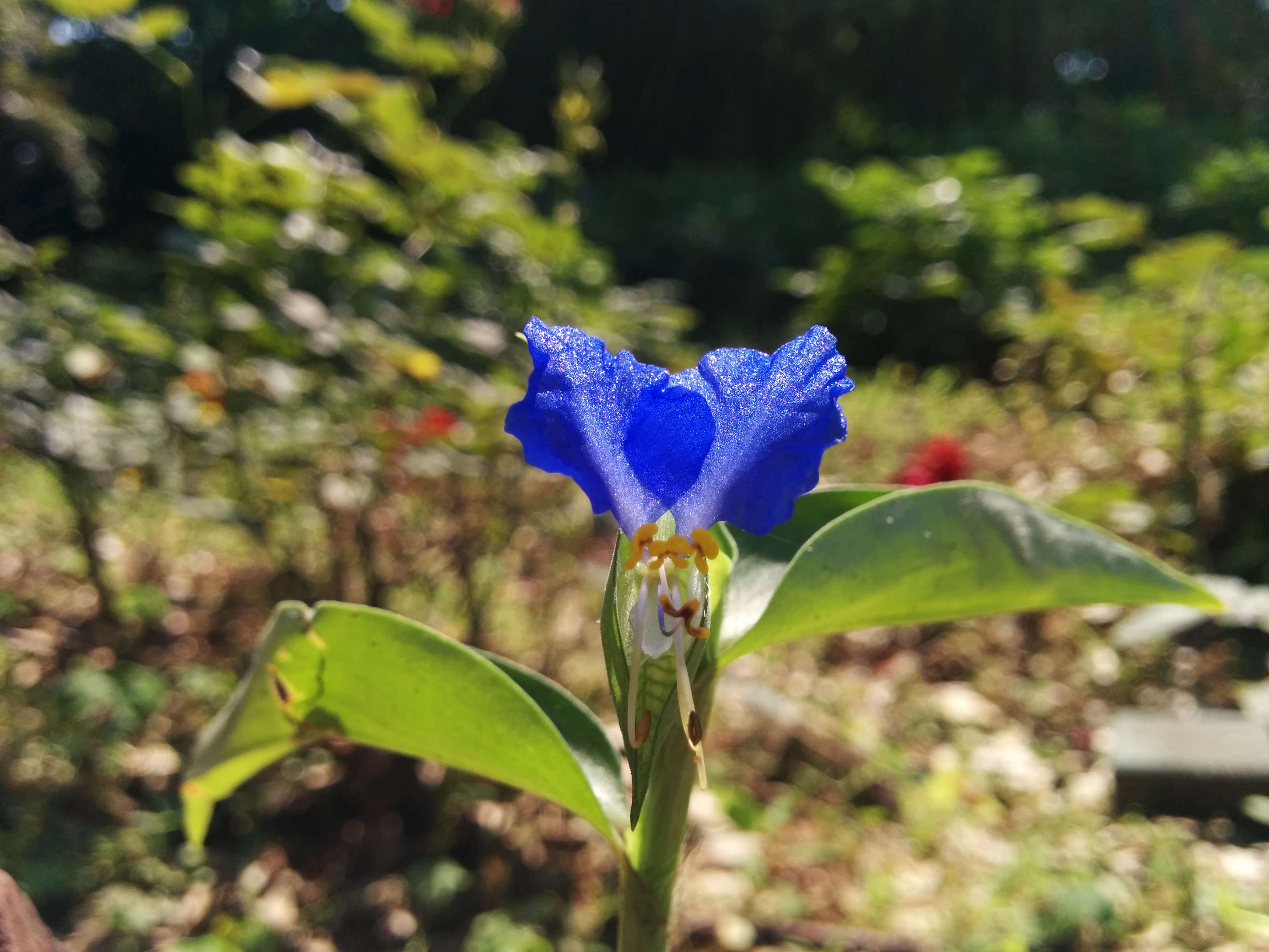 Image of Asiatic dayflower