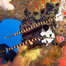 Image of Flagtail pipefish