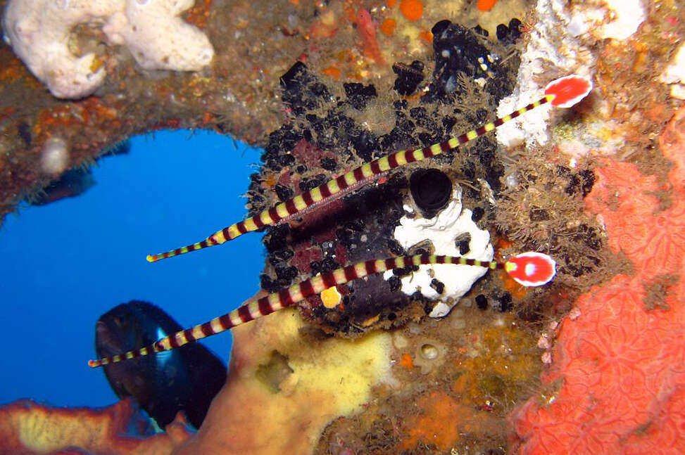 Image of Flagtail pipefish