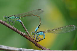 Image of Senegal bluetail