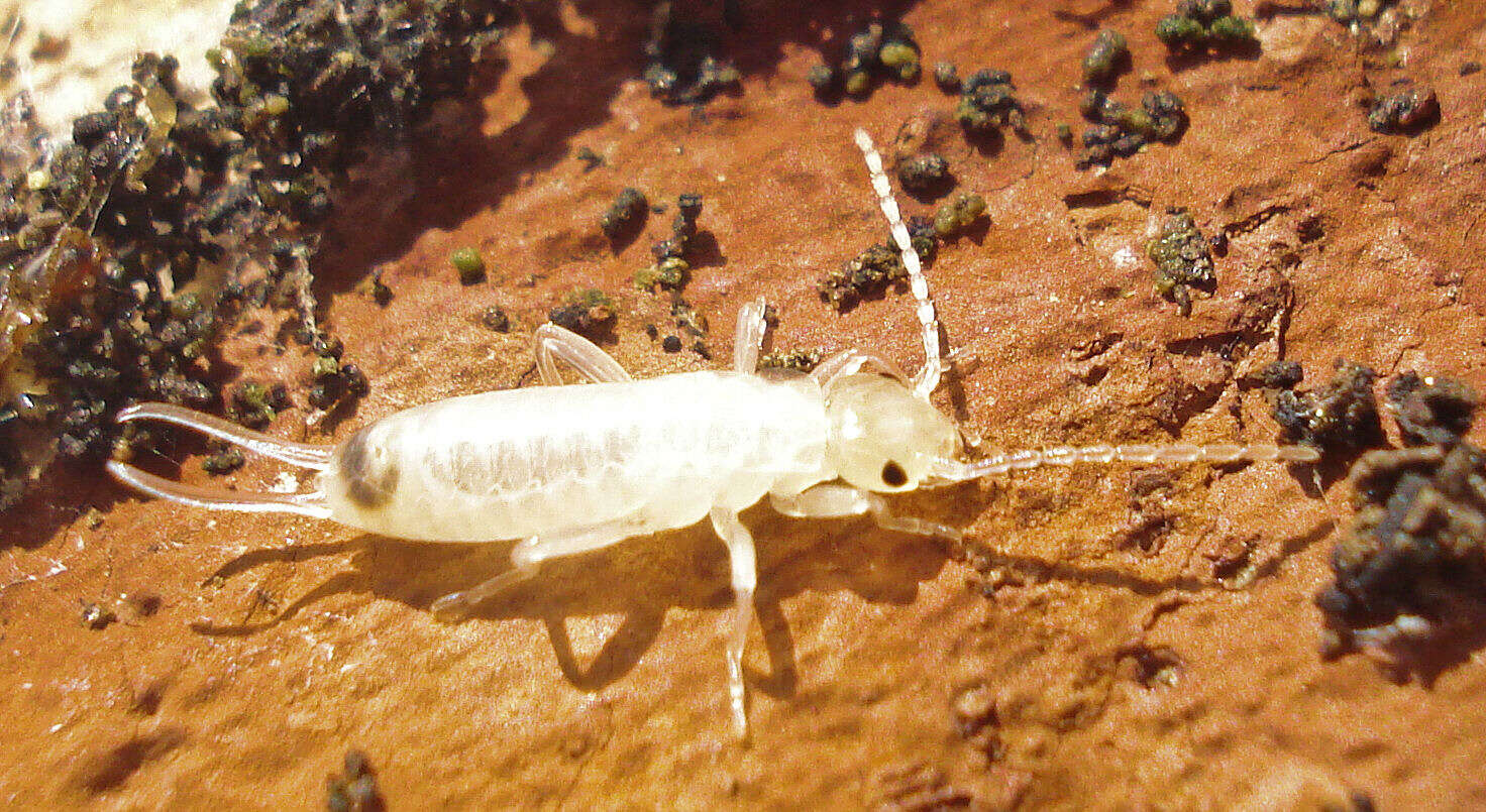 Image of earwigs