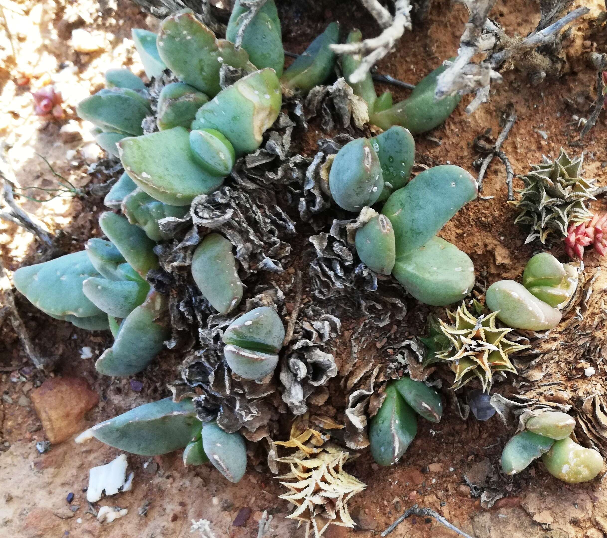 Image of Glottiphyllum suave N. E. Br.