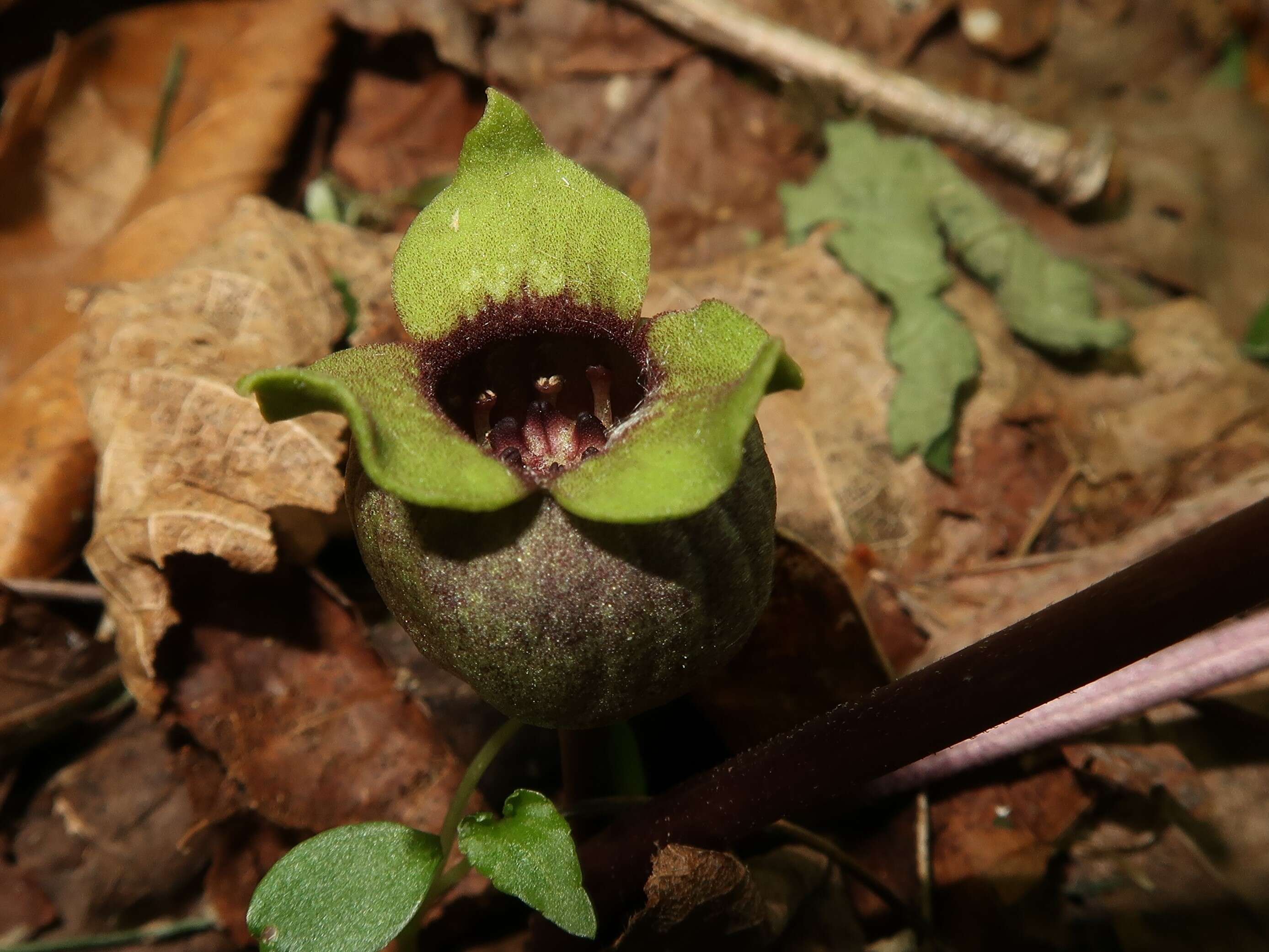 Image of Wild ginger