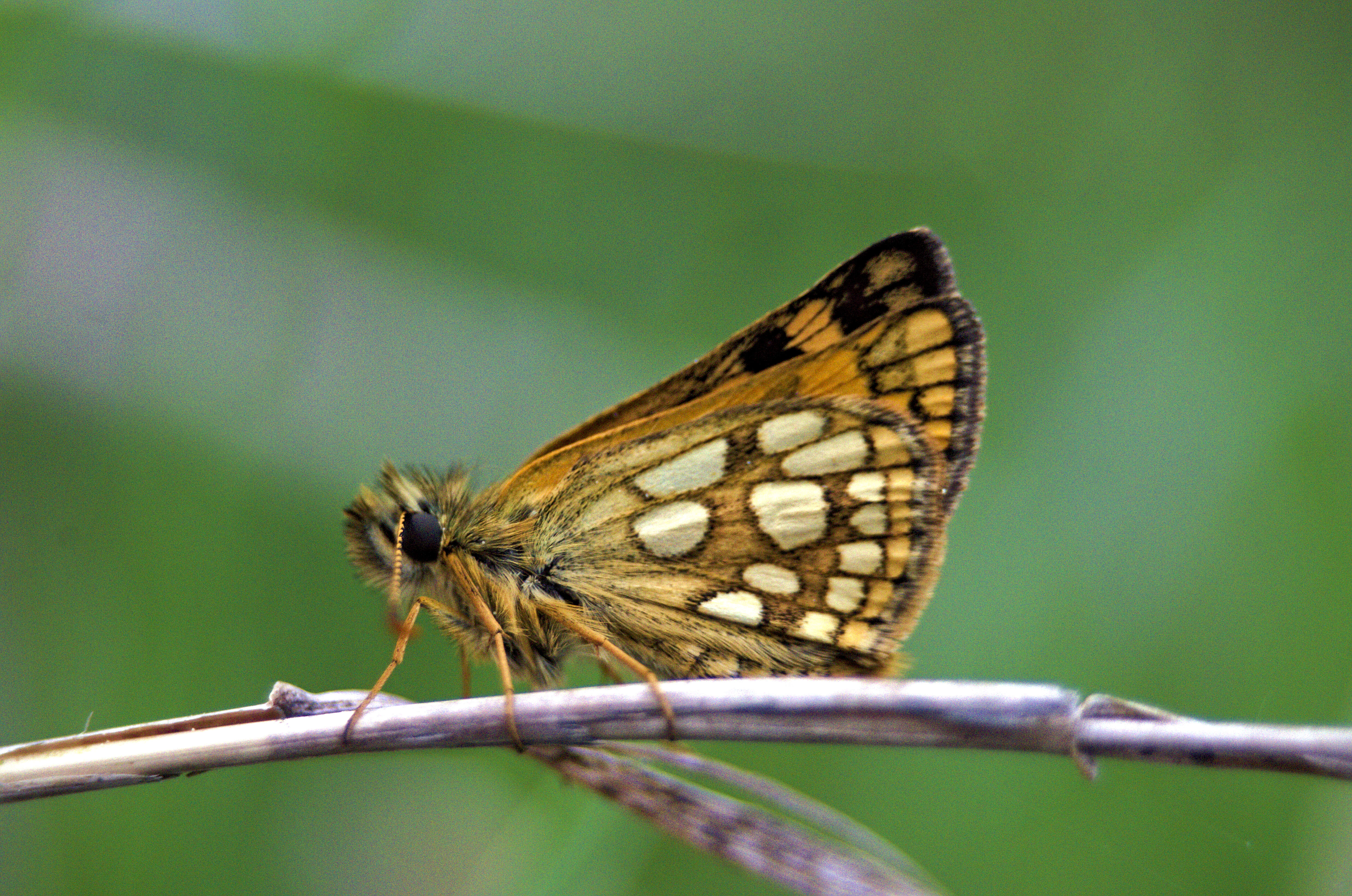 Image of Carterocephalus