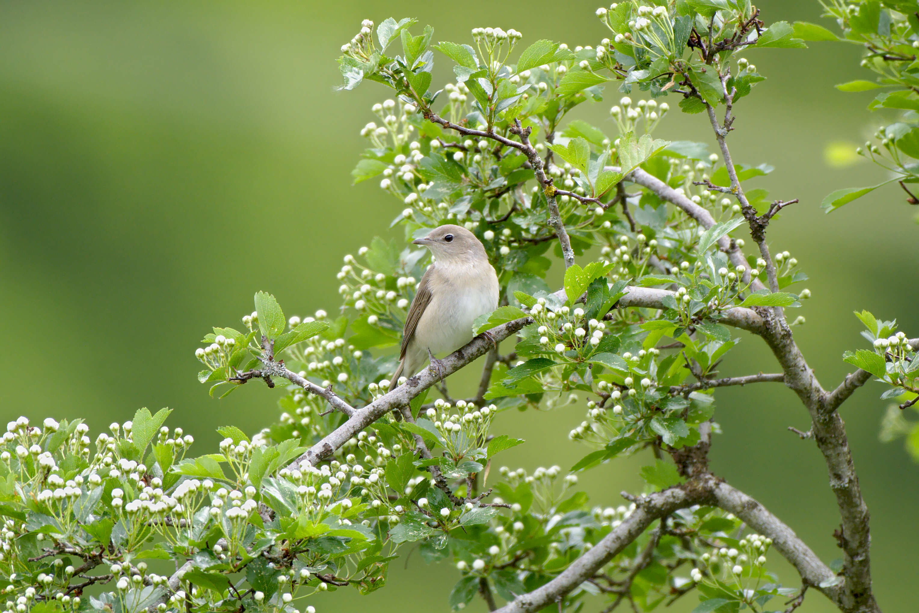 Image of Garden Warbler