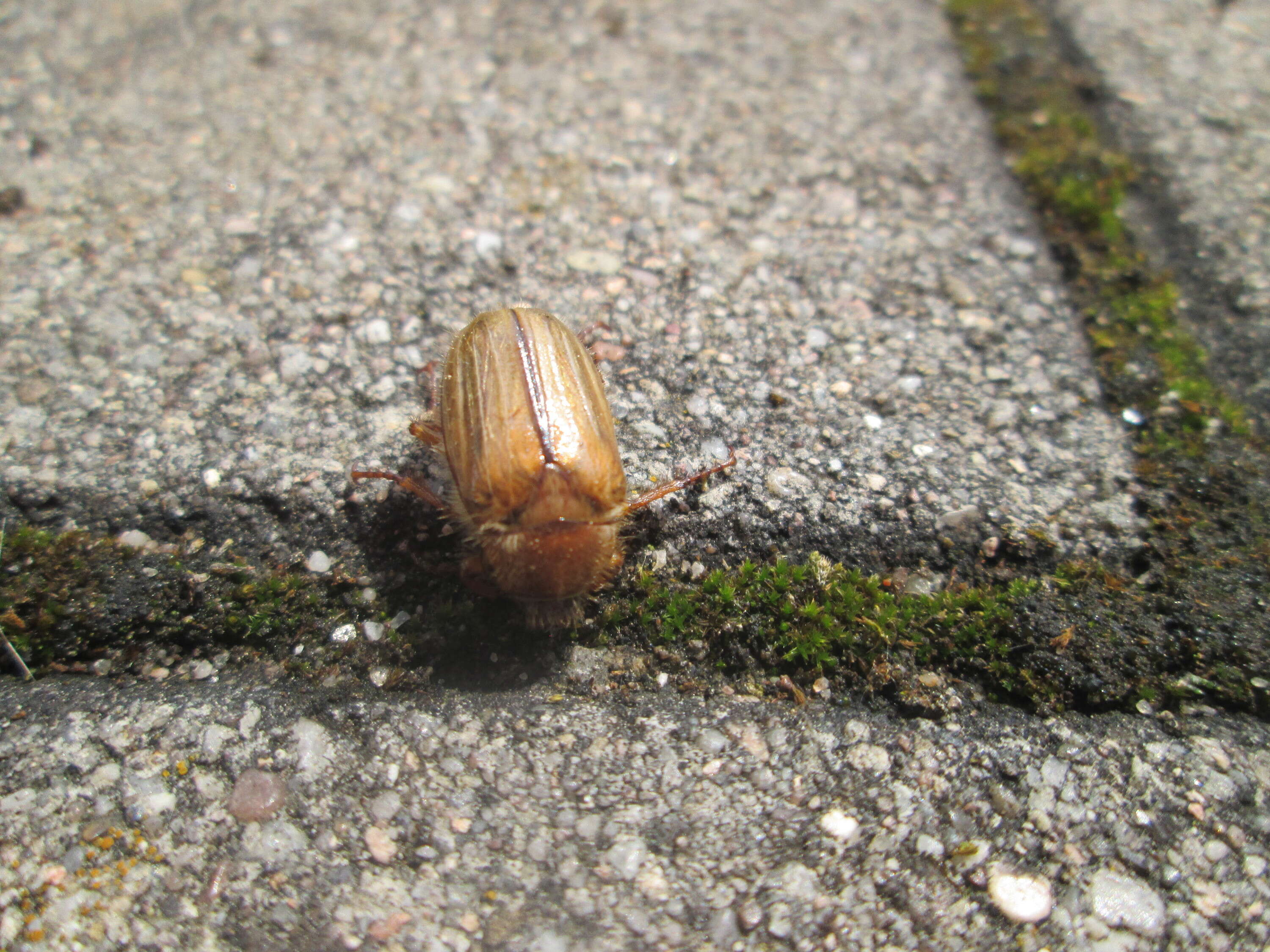 Image of Common cockchafer