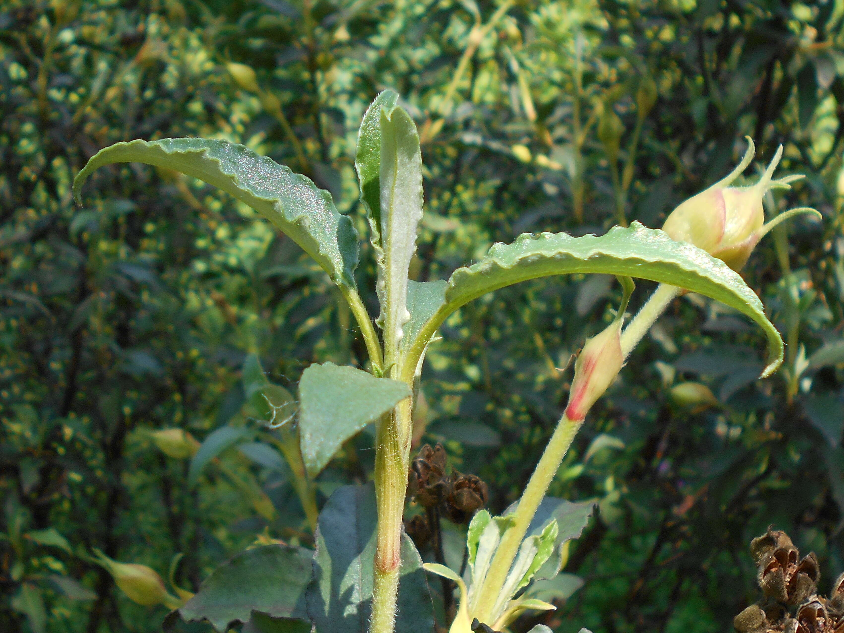 Imagem de Cistus laurifolius L.