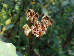 Imagem de Cistus laurifolius L.