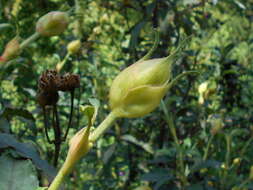 Imagem de Cistus laurifolius L.