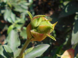 Imagem de Cistus laurifolius L.