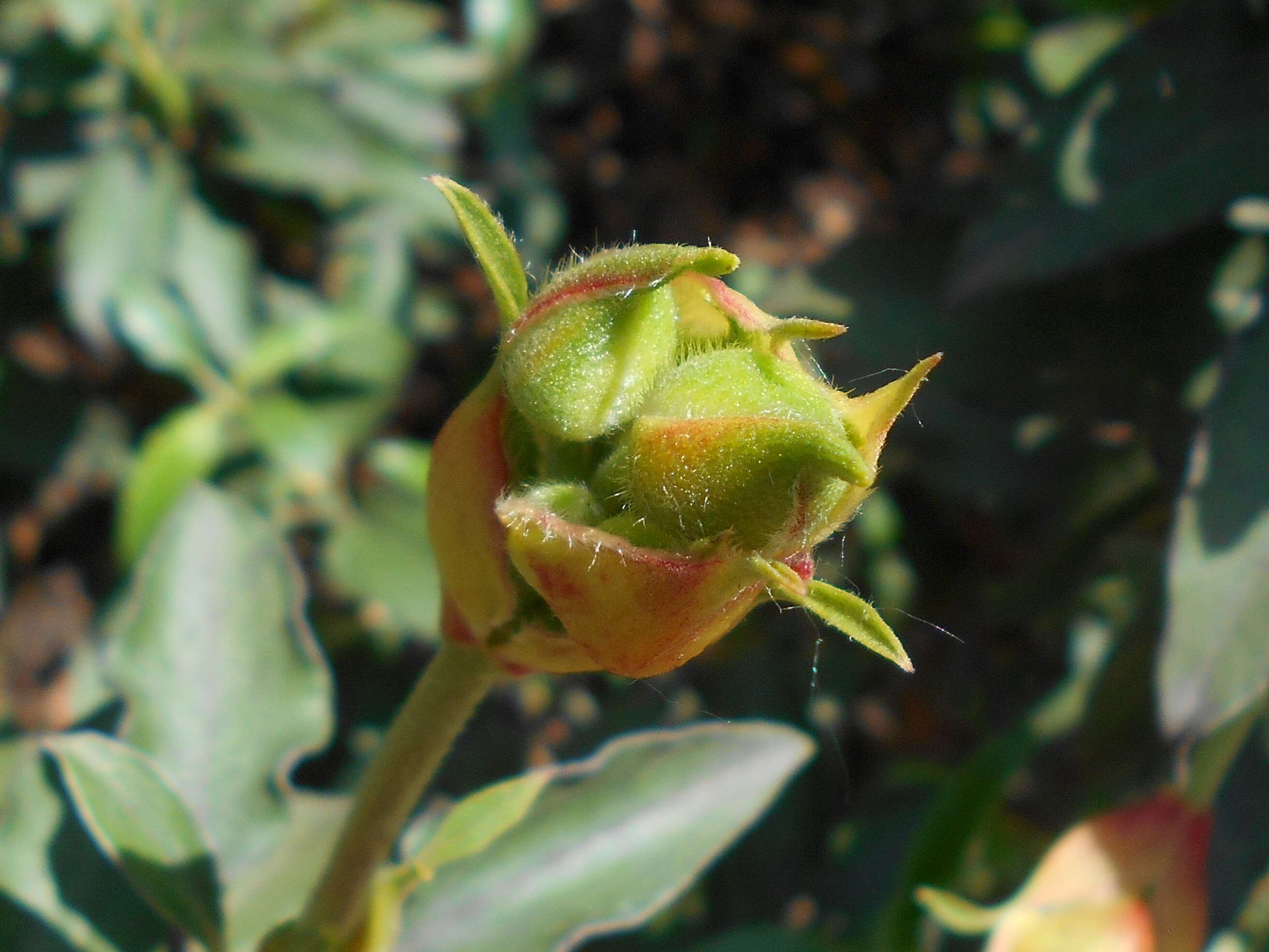 Imagem de Cistus laurifolius L.