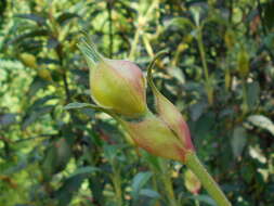 Imagem de Cistus laurifolius L.