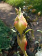 Imagem de Cistus laurifolius L.