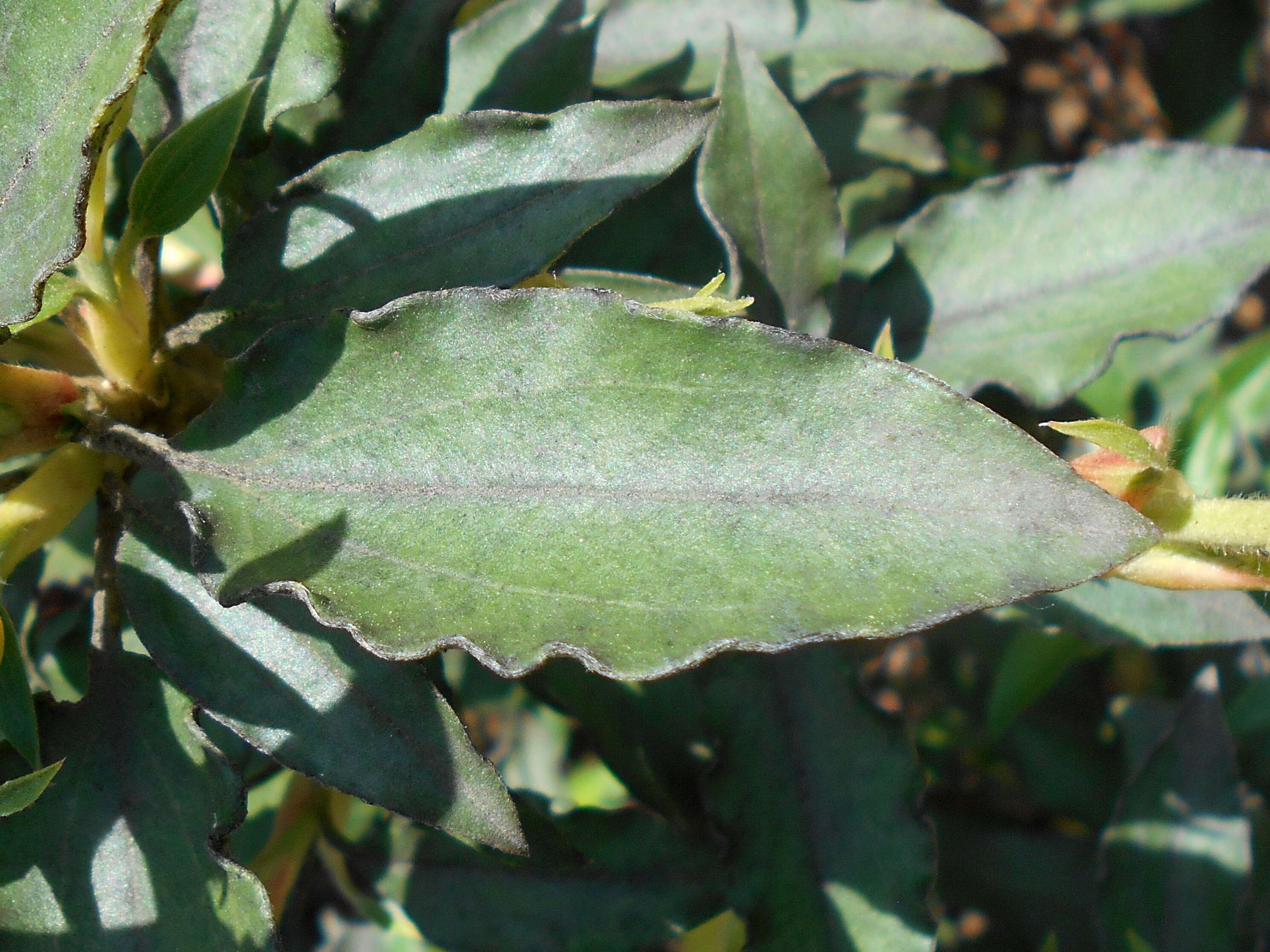 Imagem de Cistus laurifolius L.