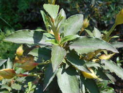 Imagem de Cistus laurifolius L.