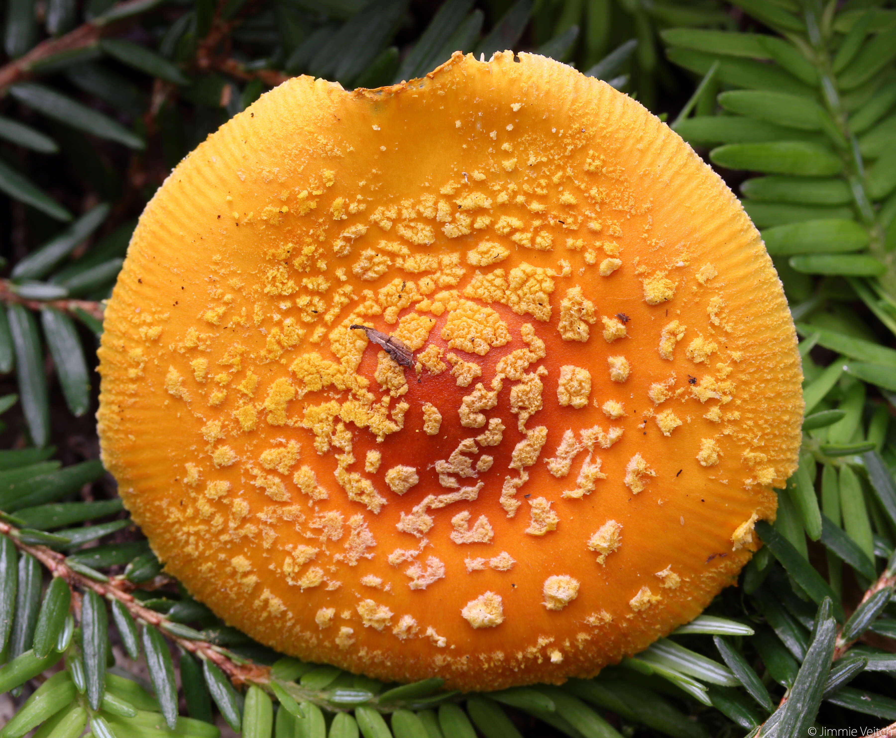 Image of Frost's amanita