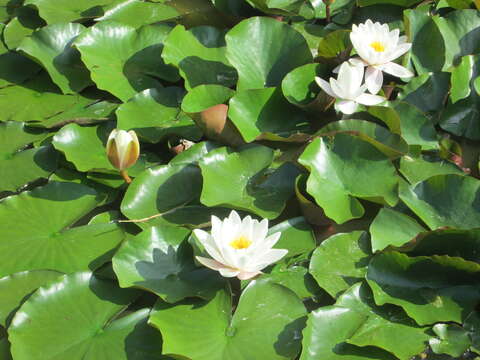 Image of European white waterlily