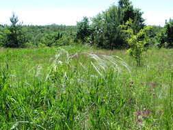 Image of European feather grass