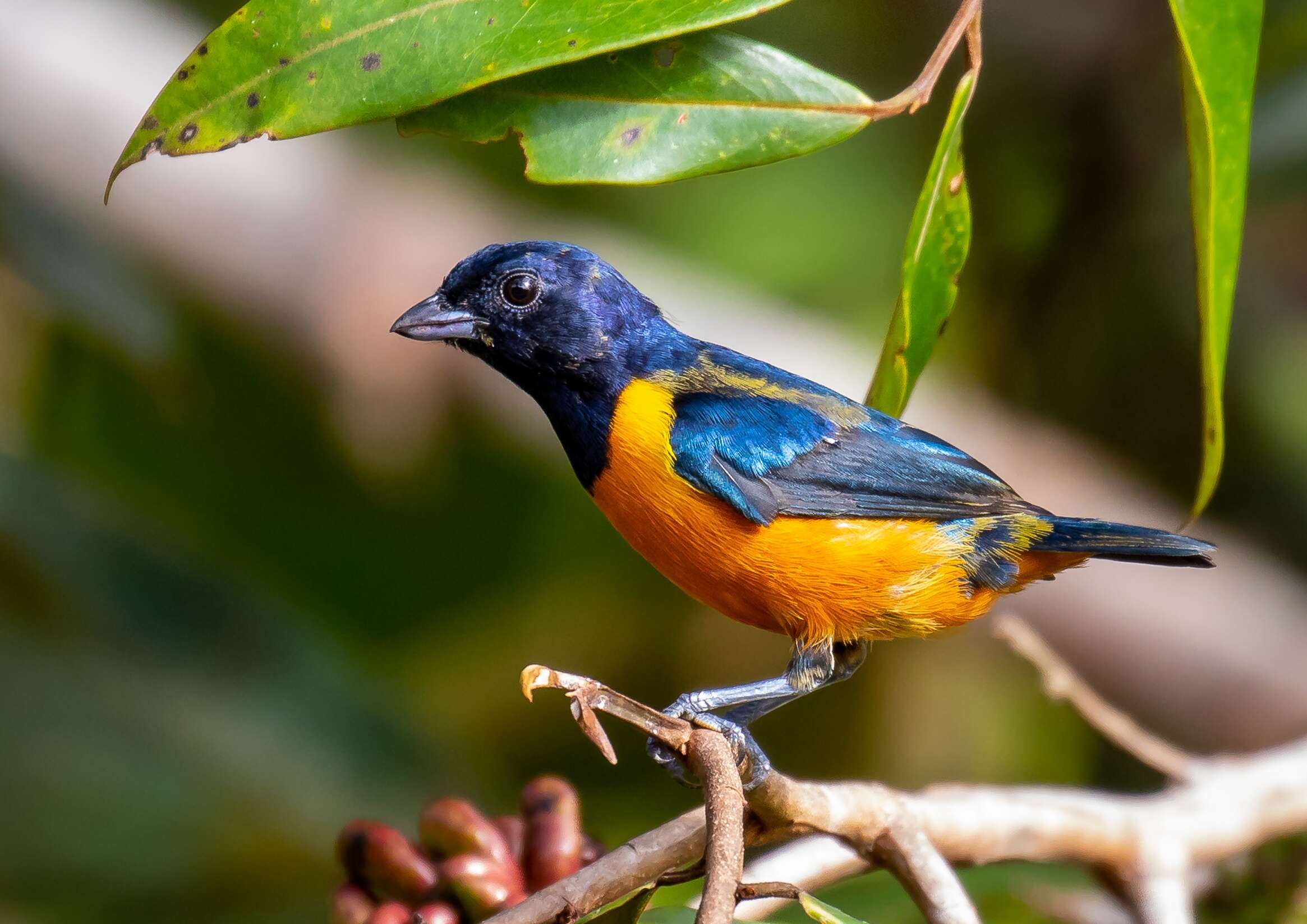 Euphonia rufiventris (Vieillot 1819)的圖片