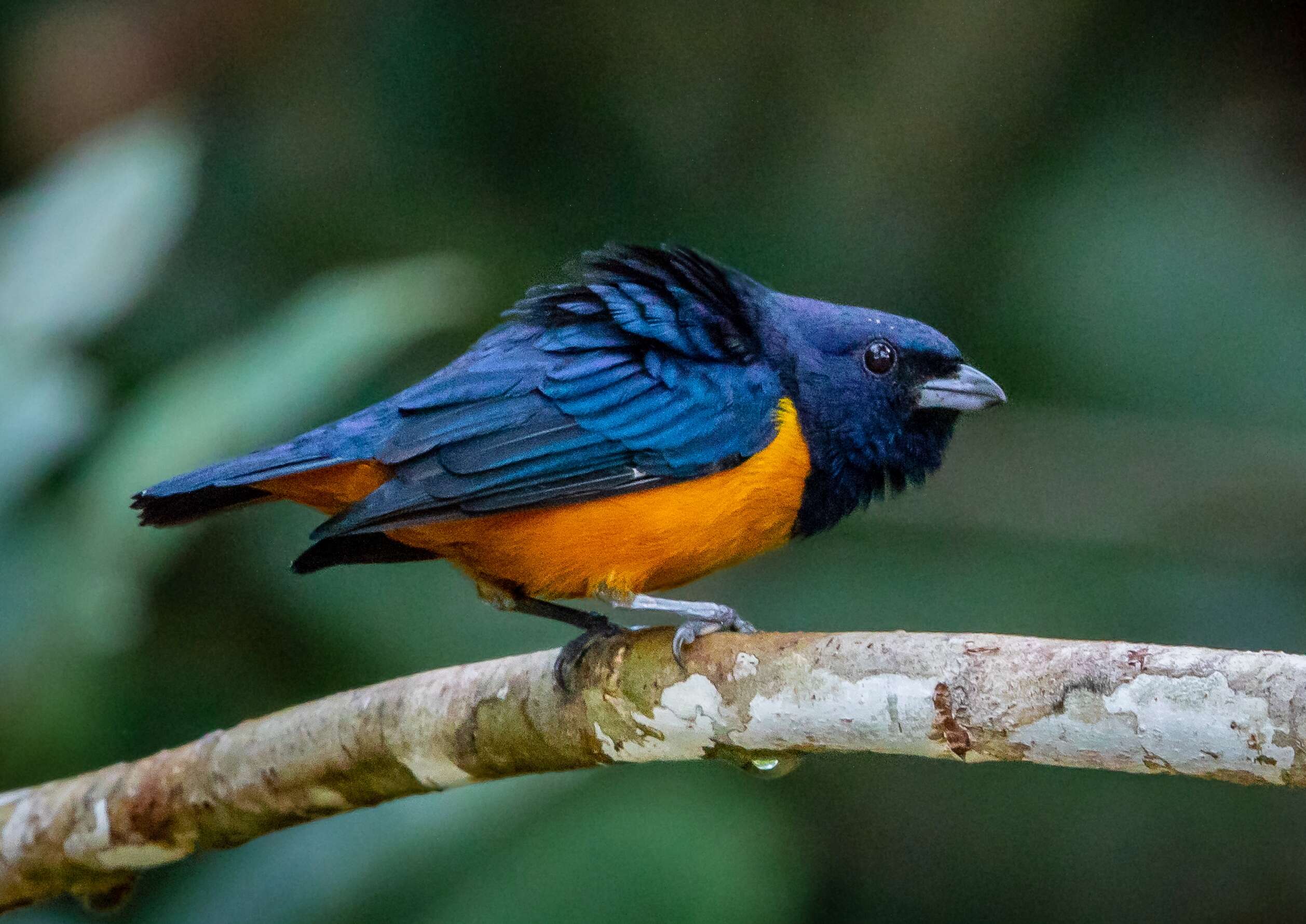 Euphonia rufiventris (Vieillot 1819)的圖片