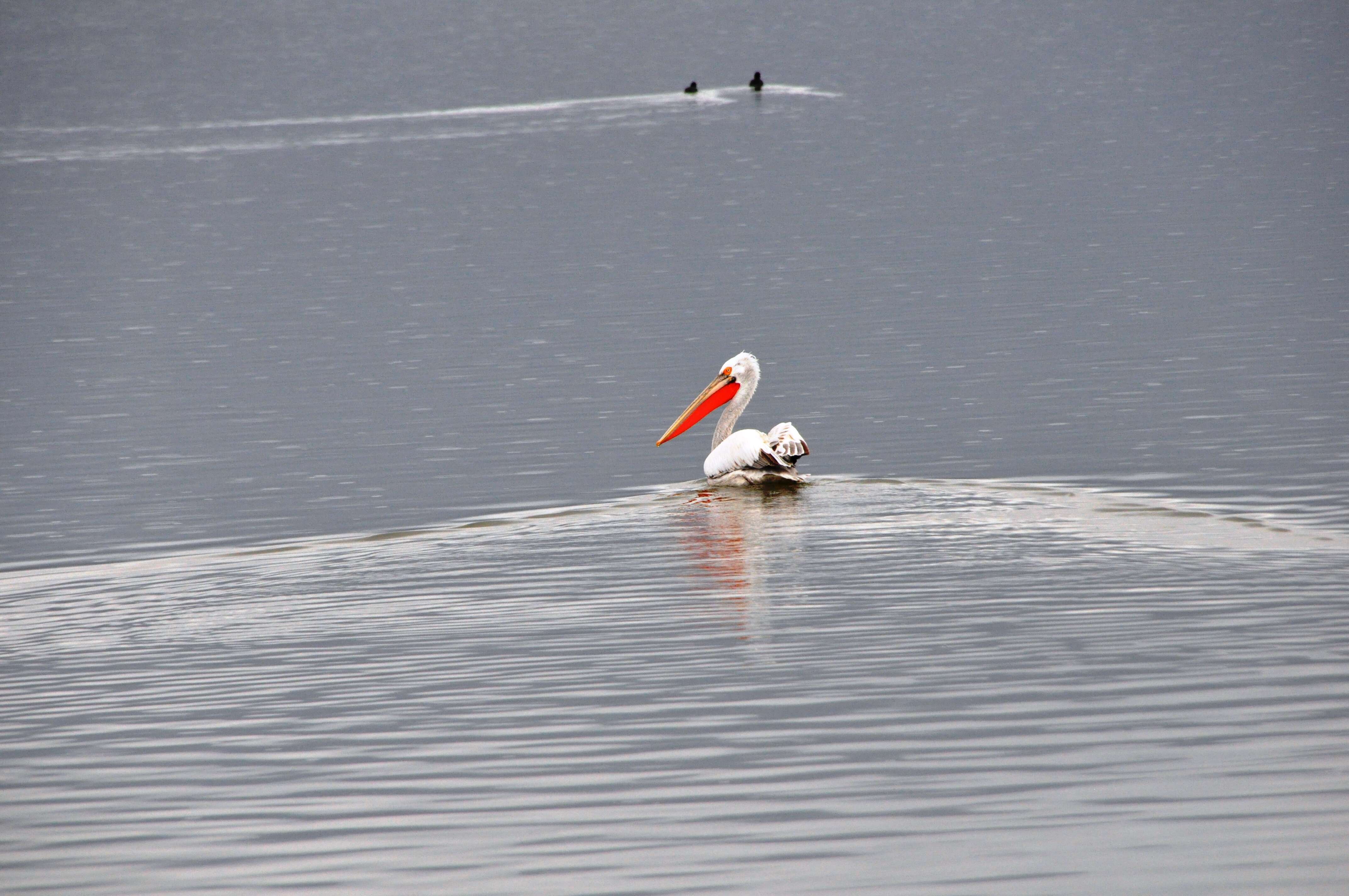 Image of Dalmatian Pelican