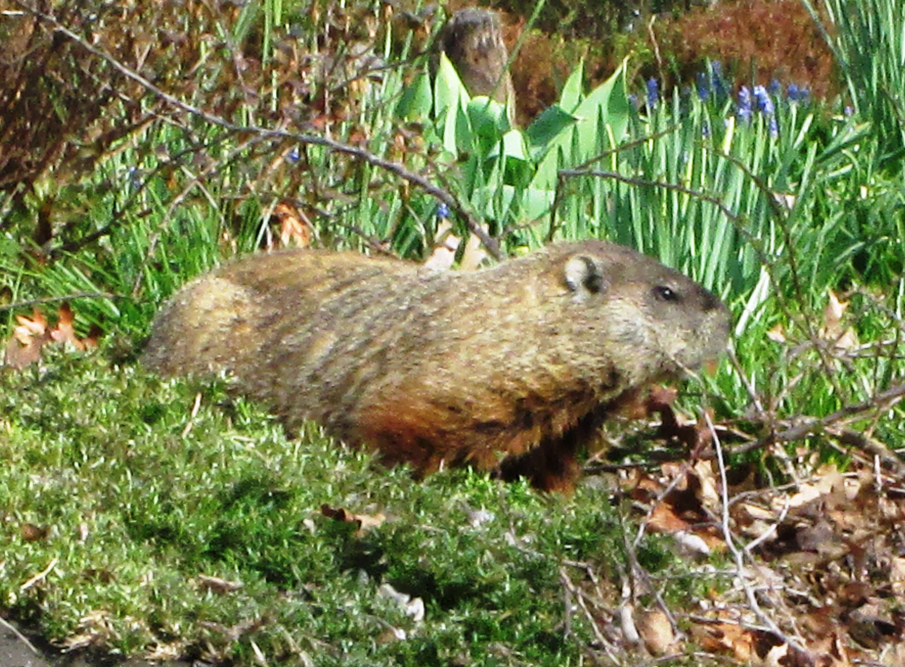 Image of Marmota subgen. Marmota Blumenbach 1779