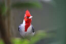 Image of Red-crested Cardinal